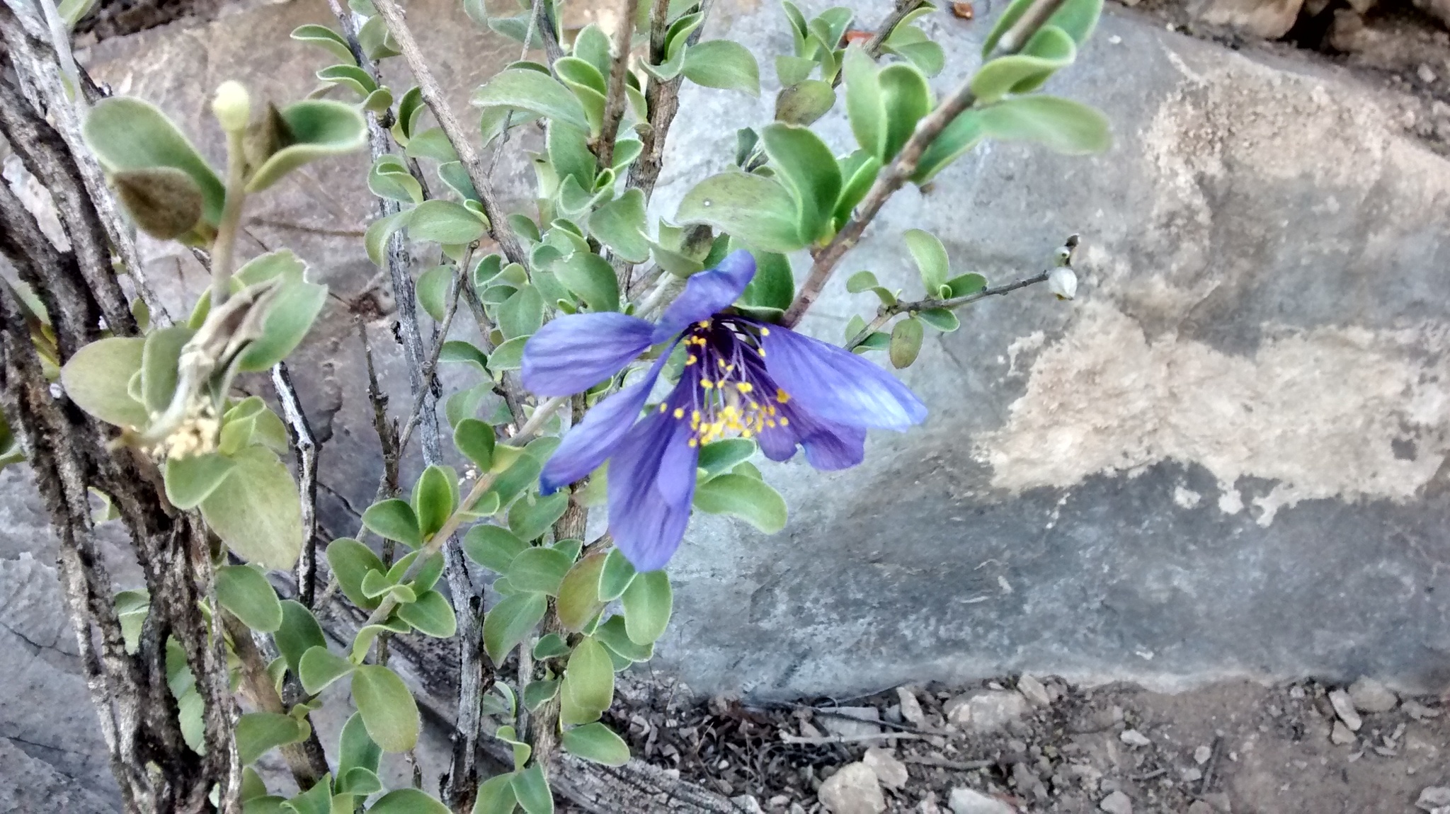 Представитель Семейства Setchellanthaceae